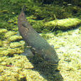 多瑙哲羅魚