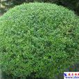 木犀欖屬