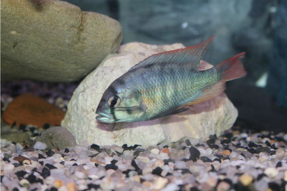布氏朴麗魚