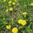 黃花地鈕菜 黃花地鈕菜