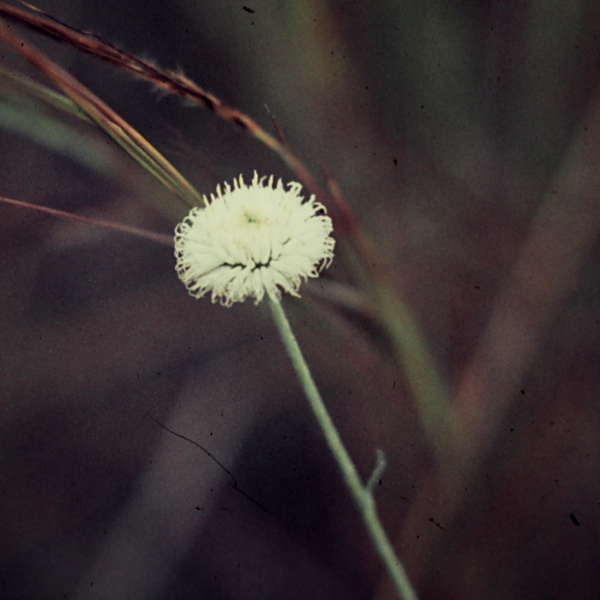 Rutidosis leucantha