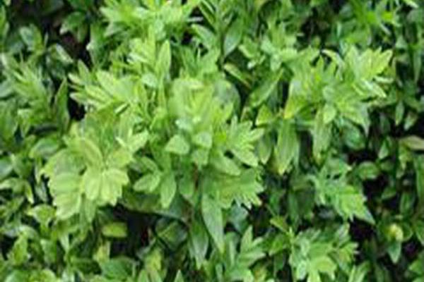 Buxus sempervirens Buxus sempervirens