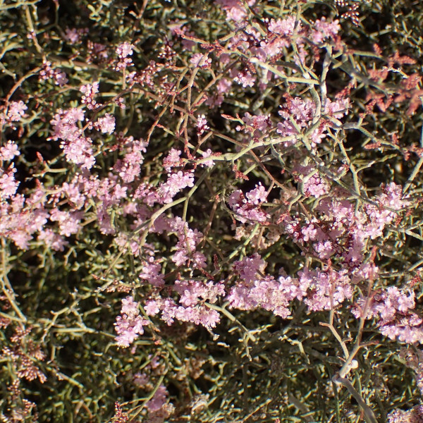Limonium tuberculatum