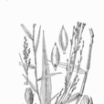 鳳頭黍屬