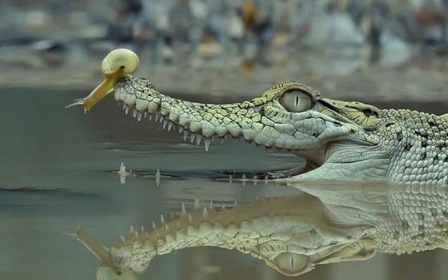 印度鱷魚