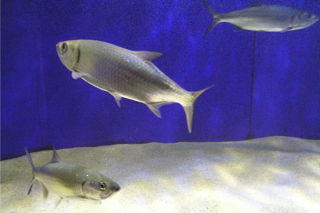 大眼海鰱(海鰱科海鰱屬的一種輻鰭魚類)