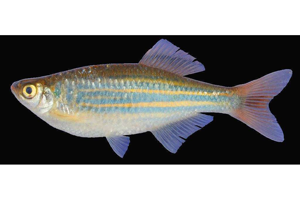大丹魚屬 大丹魚屬