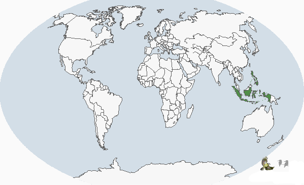 南洋蜂鷹(分布圖)