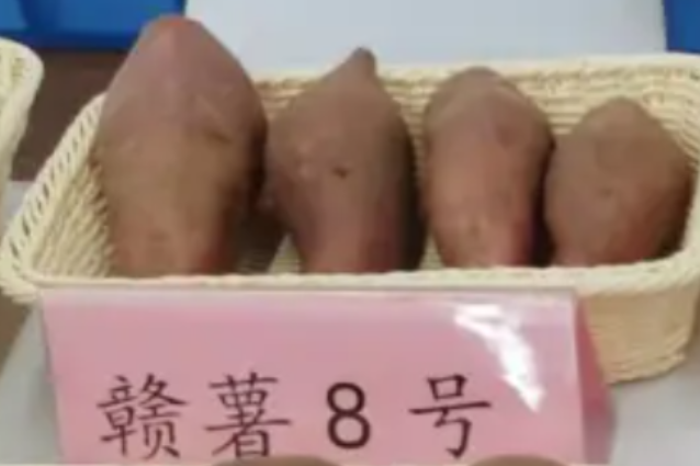 贛薯8號 贛薯8號