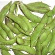 南農菜豆6號 南農菜豆6號