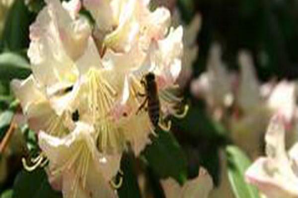 Rhododendron \x27Mary Fleming\x27 Rhododendron \x27Mary Fleming\x27