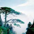 黃山景觀 黃山景觀