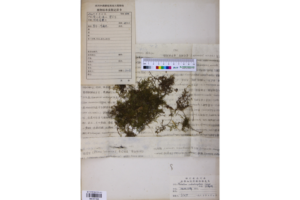 短枝羽蘚 短枝羽蘚