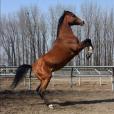 伊犁挽馬 伊犁挽馬