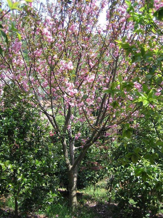 櫻花樹