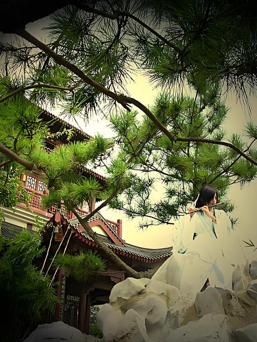 櫻花淡 櫻花淡