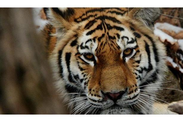 丘比特(出生於莫斯科動物園的東北虎) 丘比特(出生於莫斯科動物園的東北虎)