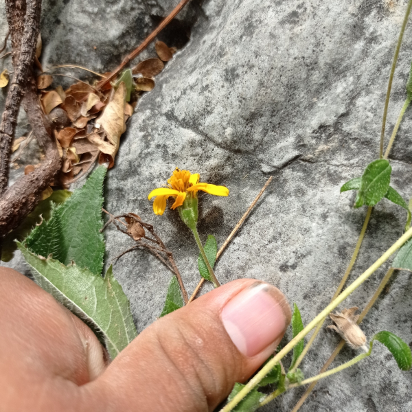 Wedelia acapulcensis