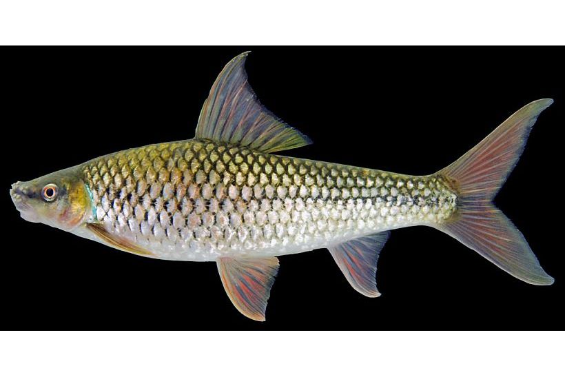 準舌唇魚屬 準舌唇魚屬