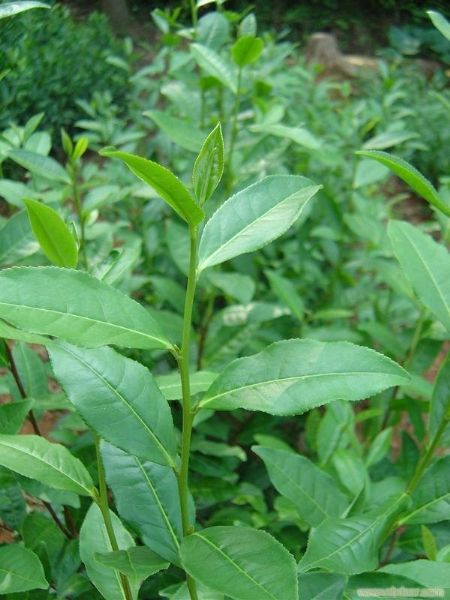 鄂茶六號 鄂茶六號