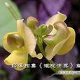 綠豆花(綠豆花) 綠豆花(綠豆花)