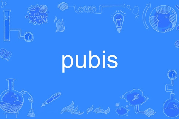 pubis pubis