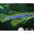 斑馬魚