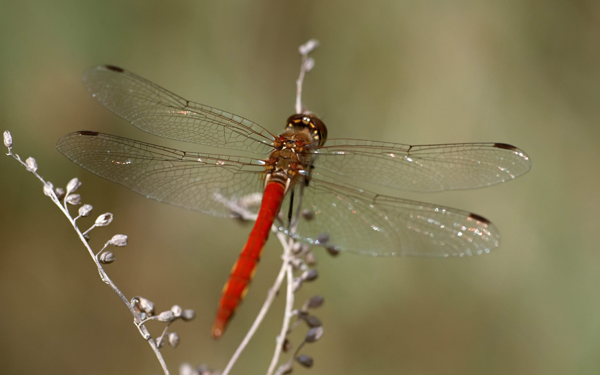 非洲紅蜻蜓