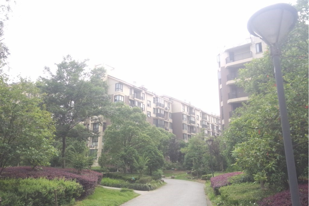 橄欖樹里 橄欖樹里