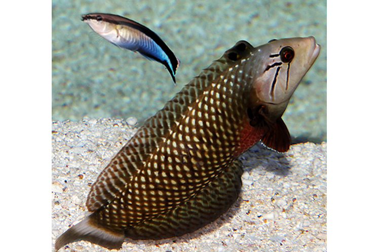 美鰭魚屬 美鰭魚屬