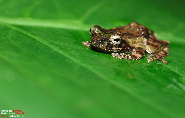 勐臘小樹蛙