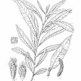 吐蘭柳 吐蘭柳