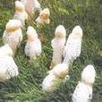 朝生暮落花 朝生暮落花