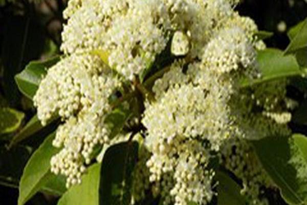 Viburnum cassinoides \x27SMNVCDD\x27 LIL DITTY