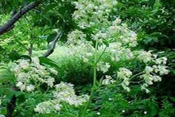 Thalictrum dasycarpum
