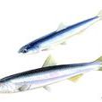 丁香魚