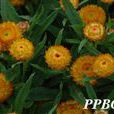 麥桿菊 麥桿菊
