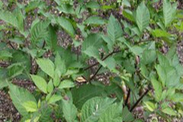 Atropa belladonna Atropa belladonna