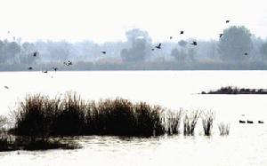 成群的野鴨在三江口的河岸邊游弋嬉戲