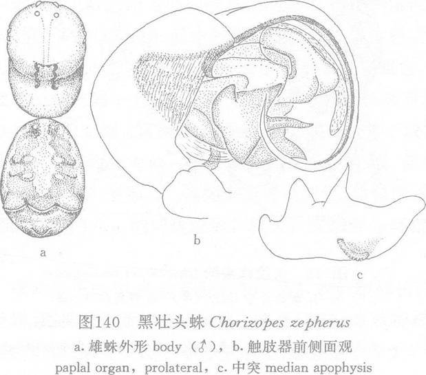 黑壯頭蛛 黑壯頭蛛