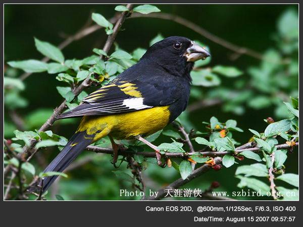 白斑灶鳥 白斑灶鳥