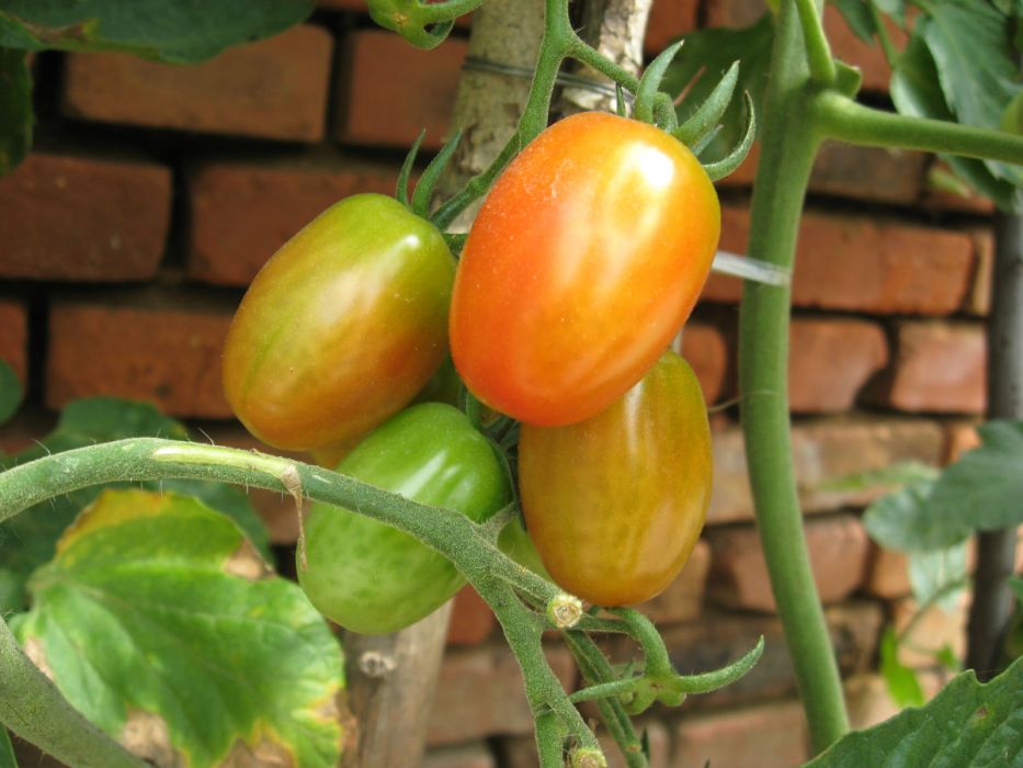 蔬菜果子 蔬菜果子