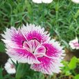 石菊(葡萄牙的第二國花) 石菊(葡萄牙的第二國花)