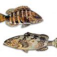 石斑(季魚) 石斑(季魚)