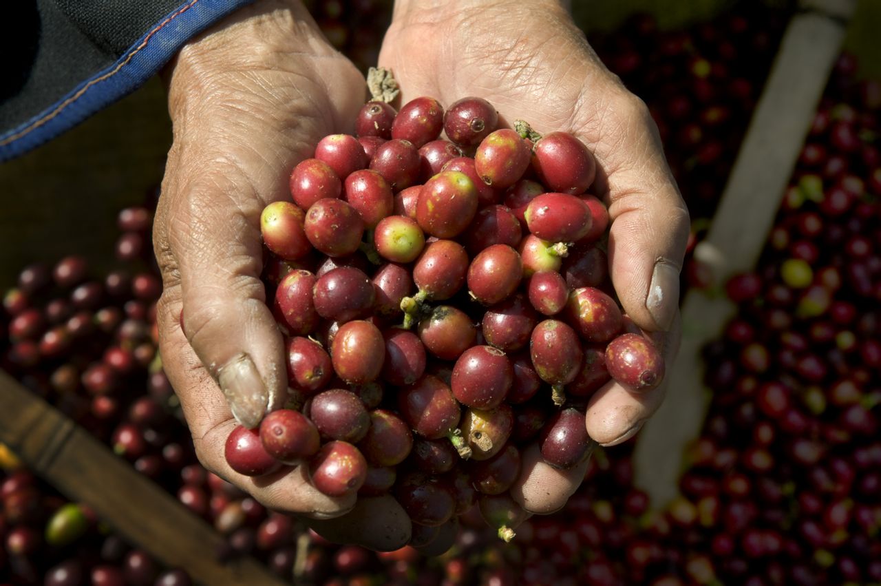 卡慕咖啡嚴格的采豆過程