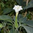 毛曼陀羅