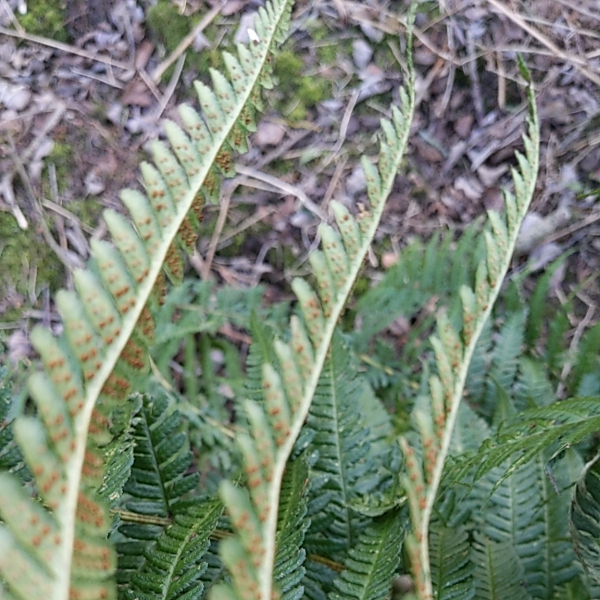 Dryopteris × complexa