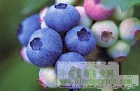 藍莓品種—伯克利(Berkeley)
