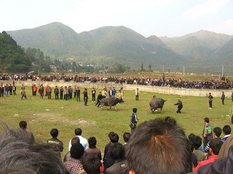 崗度村 崗度村