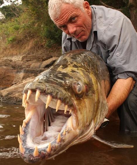 巨型水虎魚